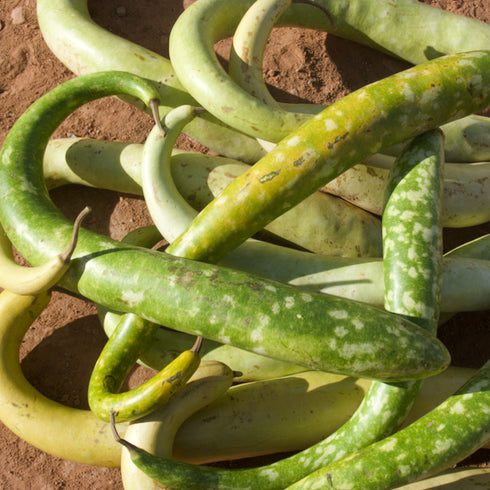 Cucuzzi Edible Gourd